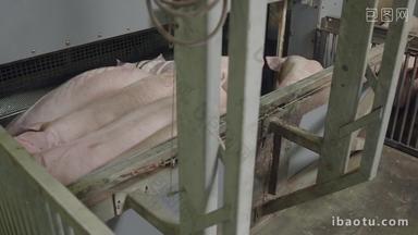 猪肉加工生产线猪肉屠宰场